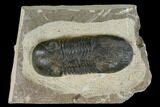 Bargain, Paralejurus Trilobite - Atchana, Morocco #119028-1
